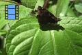 Scene 15_Skipper on Leaf